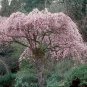 Weeping Higan Cherry, Prunus subhirtella pendula, Tree Seeds (Fast, Showy)
