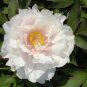5 Tree Peony, Paeonia suffruticosa, Shrub Seeds (Showy, Hardy)