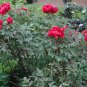 5 Tree Peony, Paeonia suffruticosa, Shrub Seeds (Showy, Hardy)
