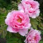 5 Tree Peony, Paeonia suffruticosa, Shrub Seeds (Showy, Hardy)