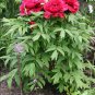 5 Tree Peony, Paeonia suffruticosa, Shrub Seeds (Showy, Hardy)