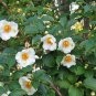 Japanese Stewartia pseudocamellia, Tree Seeds (Showy, Fall Color)