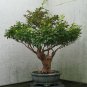 Japanese Stewartia pseudocamellia, Tree Seeds (Showy, Fall Color)