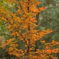 Japanese Stewartia pseudocamellia, Tree Seeds (Showy, Fall Color)