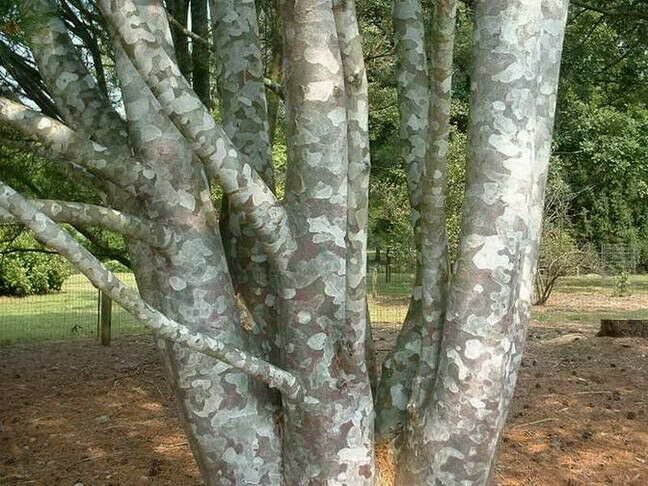 10 Lacebark Pine, Pinus bungeana, Tree Seeds (Showy Hardy Evergreen, Bonsai)