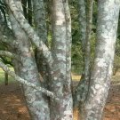 10 Lacebark Pine, Pinus bungeana, Tree Seeds (Showy Hardy Evergreen, Bonsai)