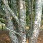 10 Lacebark Pine, Pinus bungeana, Tree Seeds (Showy Hardy Evergreen, Bonsai)