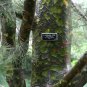 10 Lacebark Pine, Pinus bungeana, Tree Seeds (Showy Hardy Evergreen, Bonsai)