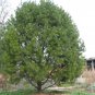 10 Lacebark Pine, Pinus bungeana, Tree Seeds (Showy Hardy Evergreen, Bonsai)