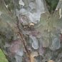 10 Lacebark Pine, Pinus bungeana, Tree Seeds (Showy Hardy Evergreen, Bonsai)