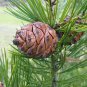 10 Lacebark Pine, Pinus bungeana, Tree Seeds (Showy Hardy Evergreen, Bonsai)