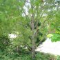10 Lacebark Pine, Pinus bungeana, Tree Seeds (Showy Hardy Evergreen, Bonsai)