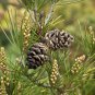 10 Lacebark Pine, Pinus bungeana, Tree Seeds (Showy Hardy Evergreen, Bonsai)