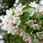 30 Siberian Crab Apple, Malus baccata, Tree Seeds, (Fast, Fragrant, Hardy)