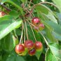 30 Siberian Crab Apple, Malus baccata, Tree Seeds, (Fast, Fragrant, Hardy)