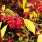 30 Siberian Crab Apple, Malus baccata, Tree Seeds, (Fast, Fragrant, Hardy)