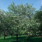 30 Siberian Crab Apple, Malus baccata, Tree Seeds, (Fast, Fragrant, Hardy)