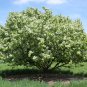 30 Siberian Crab Apple, Malus baccata, Tree Seeds, (Fast, Fragrant, Hardy)