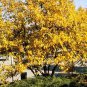 30 Siberian Crab Apple, Malus baccata, Tree Seeds, (Fast, Fragrant, Hardy)
