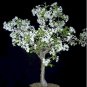 30 Siberian Crab Apple, Malus baccata, Tree Seeds, (Fast, Fragrant, Hardy)