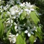 30 Siberian Crab Apple, Malus baccata, Tree Seeds, (Fast, Fragrant, Hardy)