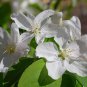 30 Siberian Crab Apple, Malus baccata, Tree Seeds, (Fast, Fragrant, Hardy)