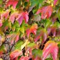 10 Amur Grape, Vitis amurensis, Vine Seeds (Edible, Fast, Fall Color, Hardy)