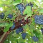 10 Amur Grape, Vitis amurensis, Vine Seeds (Edible, Fast, Fall Color, Hardy)