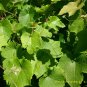 10 Amur Grape, Vitis amurensis, Vine Seeds (Edible, Fast, Fall Color, Hardy)