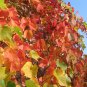 10 Amur Grape, Vitis amurensis, Vine Seeds (Edible, Fast, Fall Color, Hardy)
