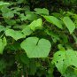 10 Amur Grape, Vitis amurensis, Vine Seeds (Edible, Fast, Fall Color, Hardy)
