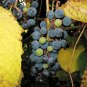 10 Amur Grape, Vitis amurensis, Vine Seeds (Edible, Fast, Fall Color, Hardy)