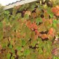 10 Amur Grape, Vitis amurensis, Vine Seeds (Edible, Fast, Fall Color, Hardy)