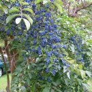 30 Sapphire Berry, Symplocos paniculata, Shrub Seeds (Showy, Hardy)