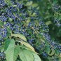 30 Sapphire Berry, Symplocos paniculata, Shrub Seeds (Showy, Hardy)