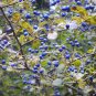 30 Sapphire Berry, Symplocos paniculata, Shrub Seeds (Showy, Hardy)