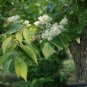30 Sapphire Berry, Symplocos paniculata, Shrub Seeds (Showy, Hardy)