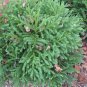 Japanese Red Cedar, Cryptomeria japonica, Tree Seeds (Fast, Evergreen, Bonsai)