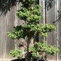 Japanese Red Cedar, Cryptomeria japonica, Tree Seeds (Fast, Evergreen, Bonsai)