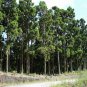 Japanese Red Cedar, Cryptomeria japonica, Tree Seeds (Fast, Evergreen, Bonsai)