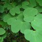 Purple Orchid Tree, Bauhinia Purpurea, Tree Seeds (Fast, Showy, Fragrant)