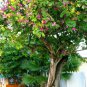 Purple Orchid Tree, Bauhinia Purpurea, Tree Seeds (Fast, Showy, Fragrant)