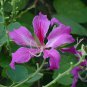Purple Orchid Tree, Bauhinia Purpurea, Tree Seeds (Fast, Showy, Fragrant)
