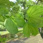 Purple Orchid Tree, Bauhinia Purpurea, Tree Seeds (Fast, Showy, Fragrant)