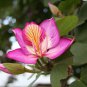 Purple Orchid Tree, Bauhinia Purpurea, Tree Seeds (Fast, Showy, Fragrant)