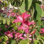 Purple Orchid Tree, Bauhinia Purpurea, Tree Seeds (Fast, Showy, Fragrant)