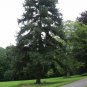 Jezo Spruce, Picea jezoensis, Tree Seeds (Bonsai, Fast, Evergreen)