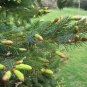 Jezo Spruce, Picea jezoensis, Tree Seeds (Bonsai, Fast, Evergreen)