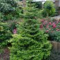 Jezo Spruce, Picea jezoensis, Tree Seeds (Bonsai, Fast, Evergreen)