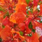 Royal Poinciana, Delonix regia, Tree Seeds (Flame Tree, Flamboyant Tree) (Fast)